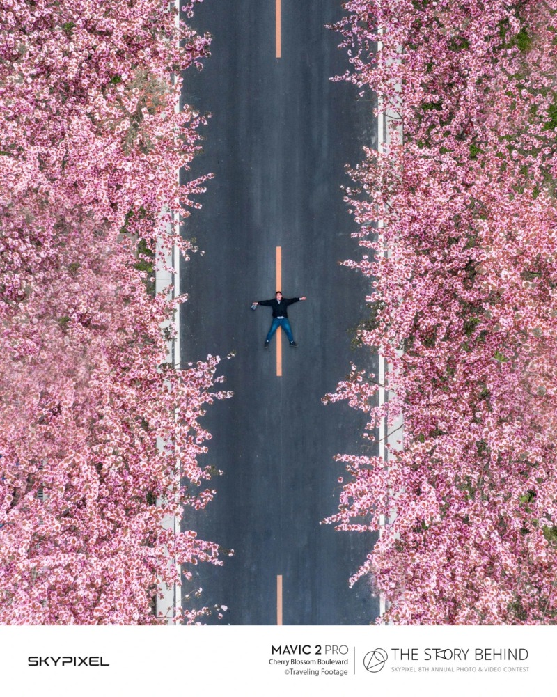 cherry-blossom-boulevard副本.jpg