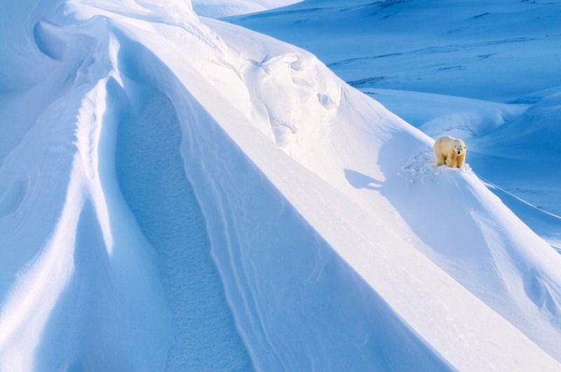 Doest_Jasper_Polar_Bear-800x531.jpg