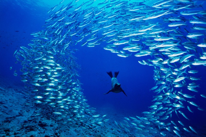 Doubilet_David_The_Sealion_and_Salema_Galapagos-800x533.jpg