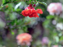 DSC_3883.jpg